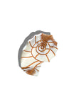 The Derya Hand-Painted Sundial Shell Claw Clip