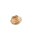 The Isla Hand-Painted Seashell Claw Clip