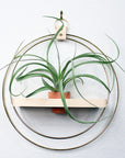 The Adi Plant Shelf By Braid & Wood Design Studio